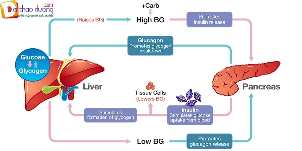 Insulin và Glucagon Kiểm soát glucose trong máu